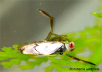 Notonecta_undulata_myenne_200