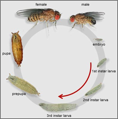 Drosophila_life_cycle