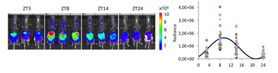 Figure 1: Circadian expression of the Rev-Luc transgene in mice by bioluminescence imaging. 