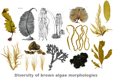 Diversity of brown algae morphologies