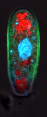 Kelp zygote with a corset of alginate