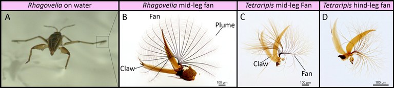 Propelling fans in Rhagovelia and Tetraripis