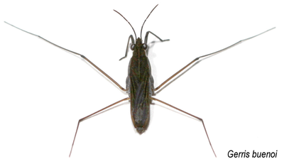 Gerris_buenoi