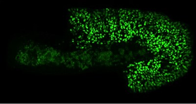 BiFC between the Hox protein AbdA and its PBC cofactor in a living Drosophila embryo