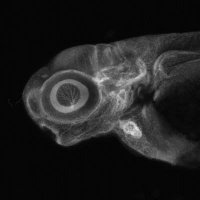 Lateral view of stained zebrafish head 