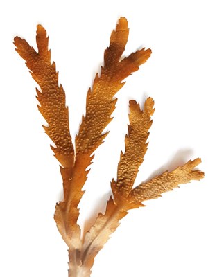 Fucus serratus