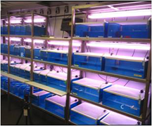 elevage_insecte_aquatique_216x180